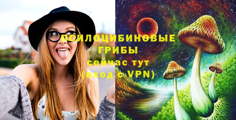 Псилоцибиновые грибы Psilocybe  Калуга 